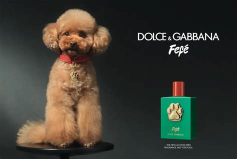 dolce gabbana dog perfume fefe